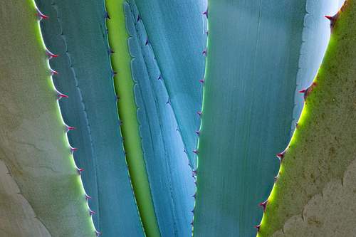 Agava leaves