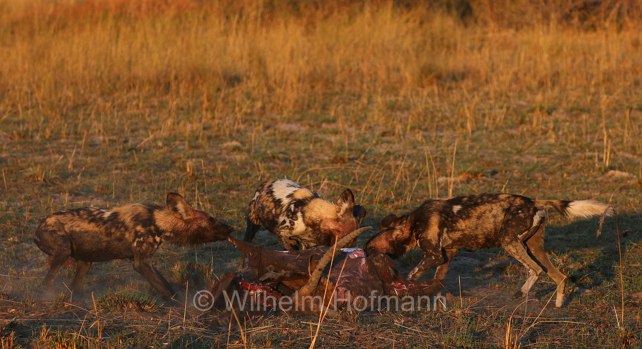 African wild dog, painted dog, Cape hunting dog, Afrikanischer Wildhund, licaone, cane selvatico africano, Lycaon pictus, Moremi Game Reserve, Moremi-Wildreservat, Okavango Delta, Okavango Grassland, Botswana, Republik Botsuana