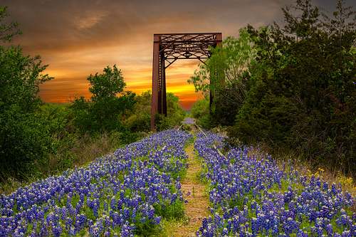 Texas Wildflowers