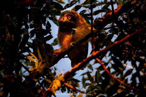 Asio otus - Long-eared Owl