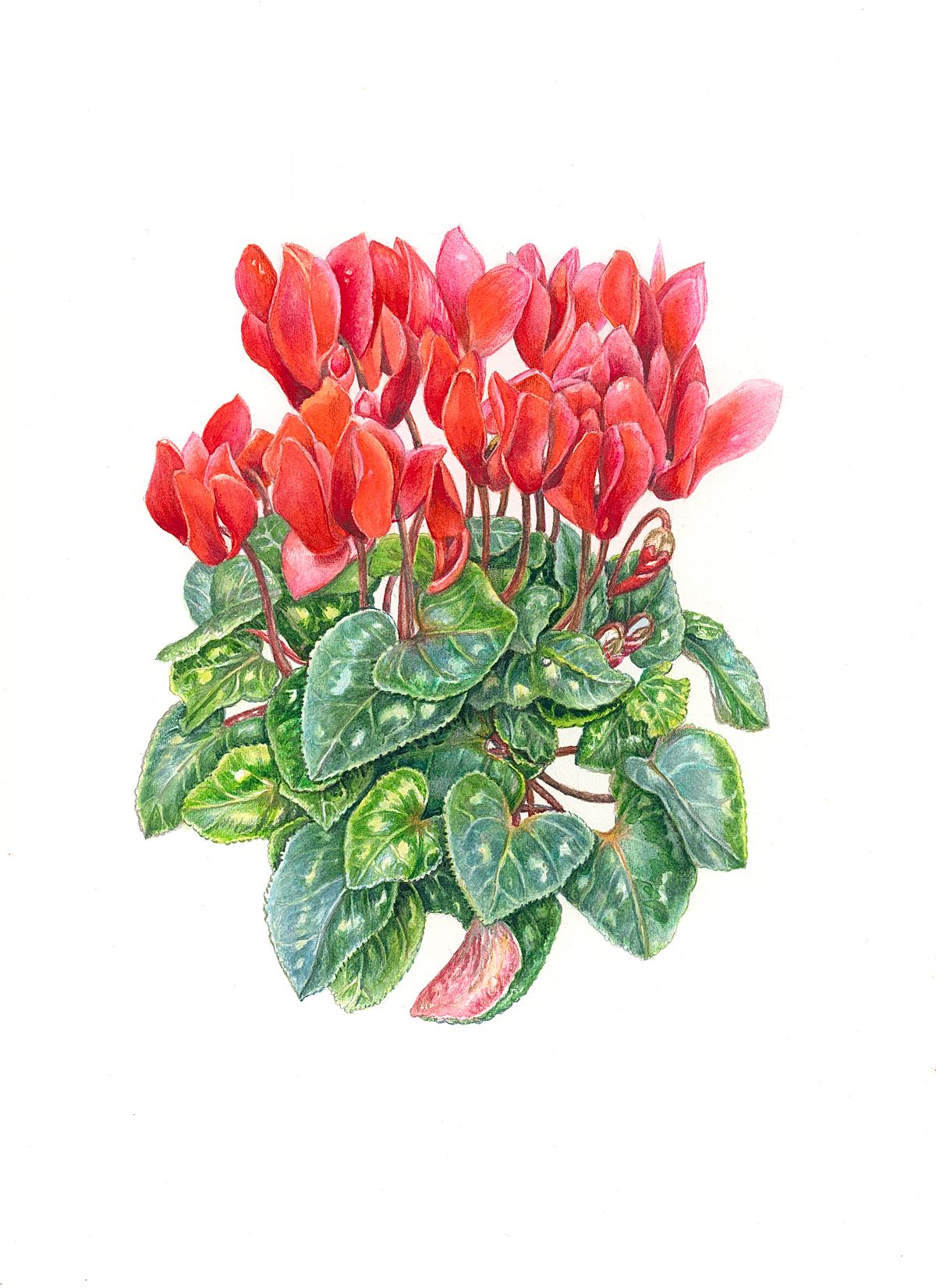 Boatnical Illustration of Cyclamen