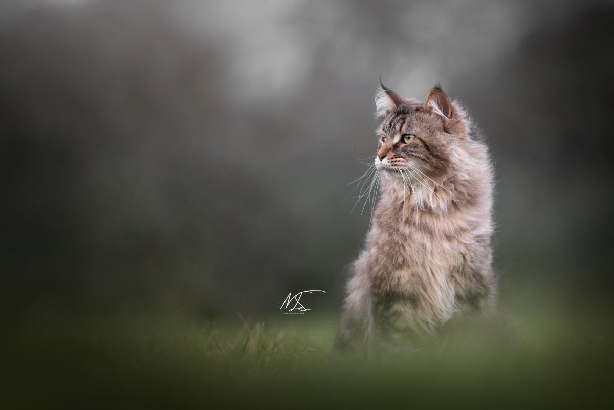 Maine coon, bruin, kijkt naar links naar het zonlicht
