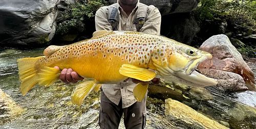 A monster Himalayan brown trout which can trace its ancestry back to 1862. Eyed ova were transported from Europe to India in the 19th century in ice-block-temperature-controlled-ship-holds. On arrival in India they were immediately dispatched by horseback