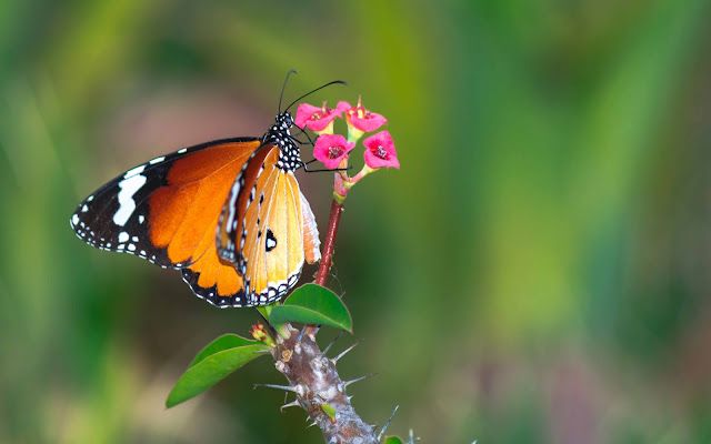 Low entry level in the world of photography