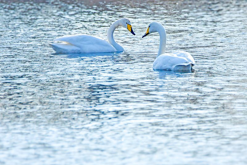 Luiged loovad kevadisi romantilisi hetki.