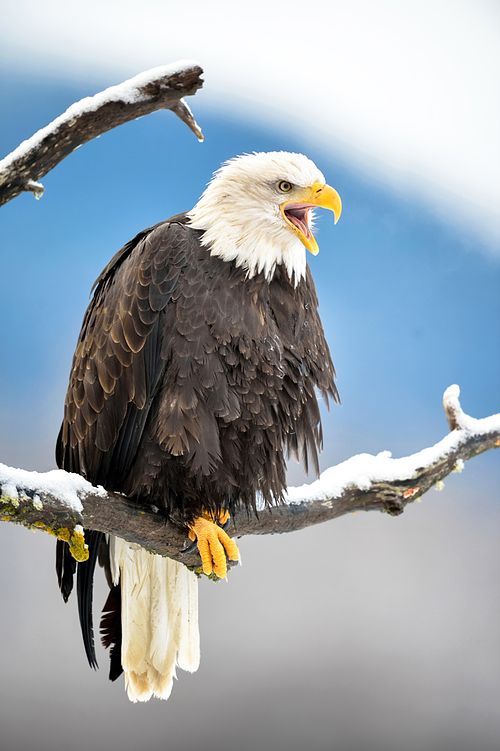 Best place for bald eagle photography workshop & guide tour in the US.  Located in the Midwest (Iowa & Illinois) and Alaska, United States.