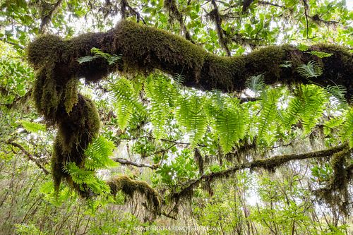 Horizontal laurel branch covered with epiphytes