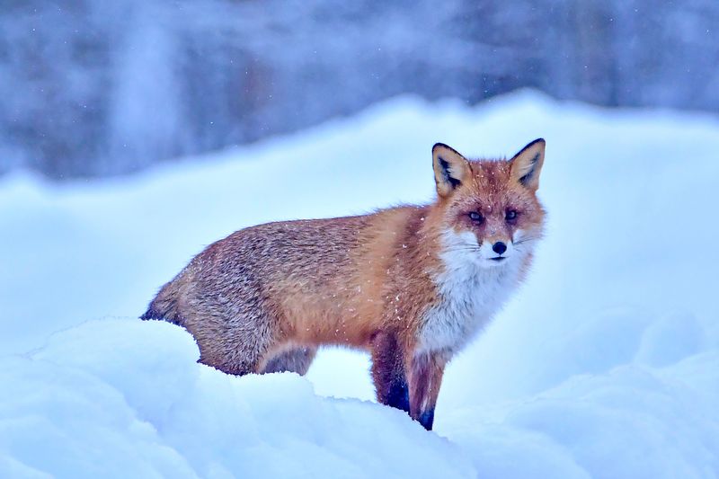 Hommikune taas kohtumine rebasega.