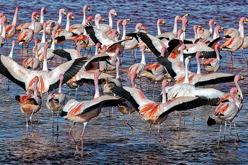 Flamands roses dans les lagunes Sud Lipez en Bolivie