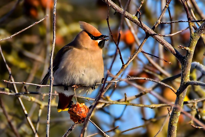 Siidisaba salgad toovad talvisesse hommikusse kevad soojust.