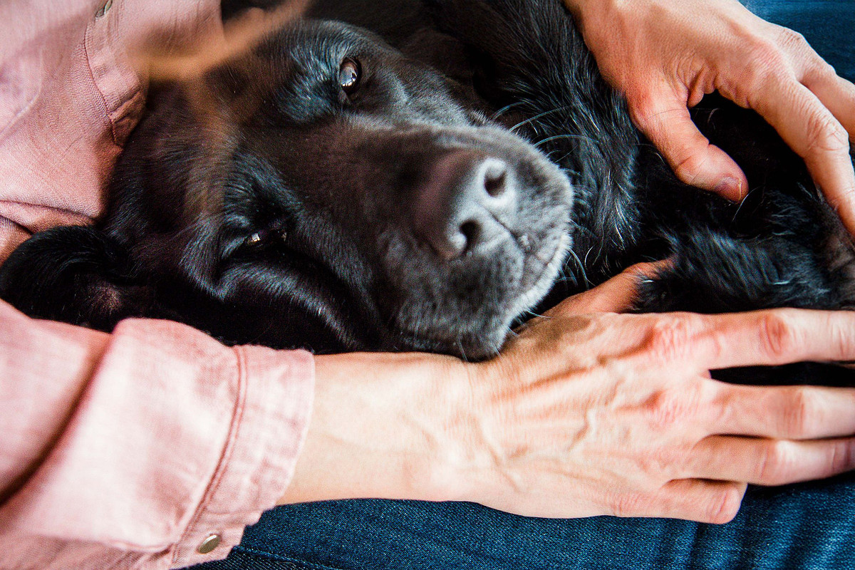 a woman holding her black lab in her lap, having a moment where cuddles and love are exchanged.