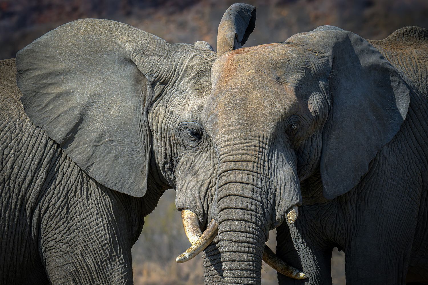 Rashed Alsumaiti's offical website