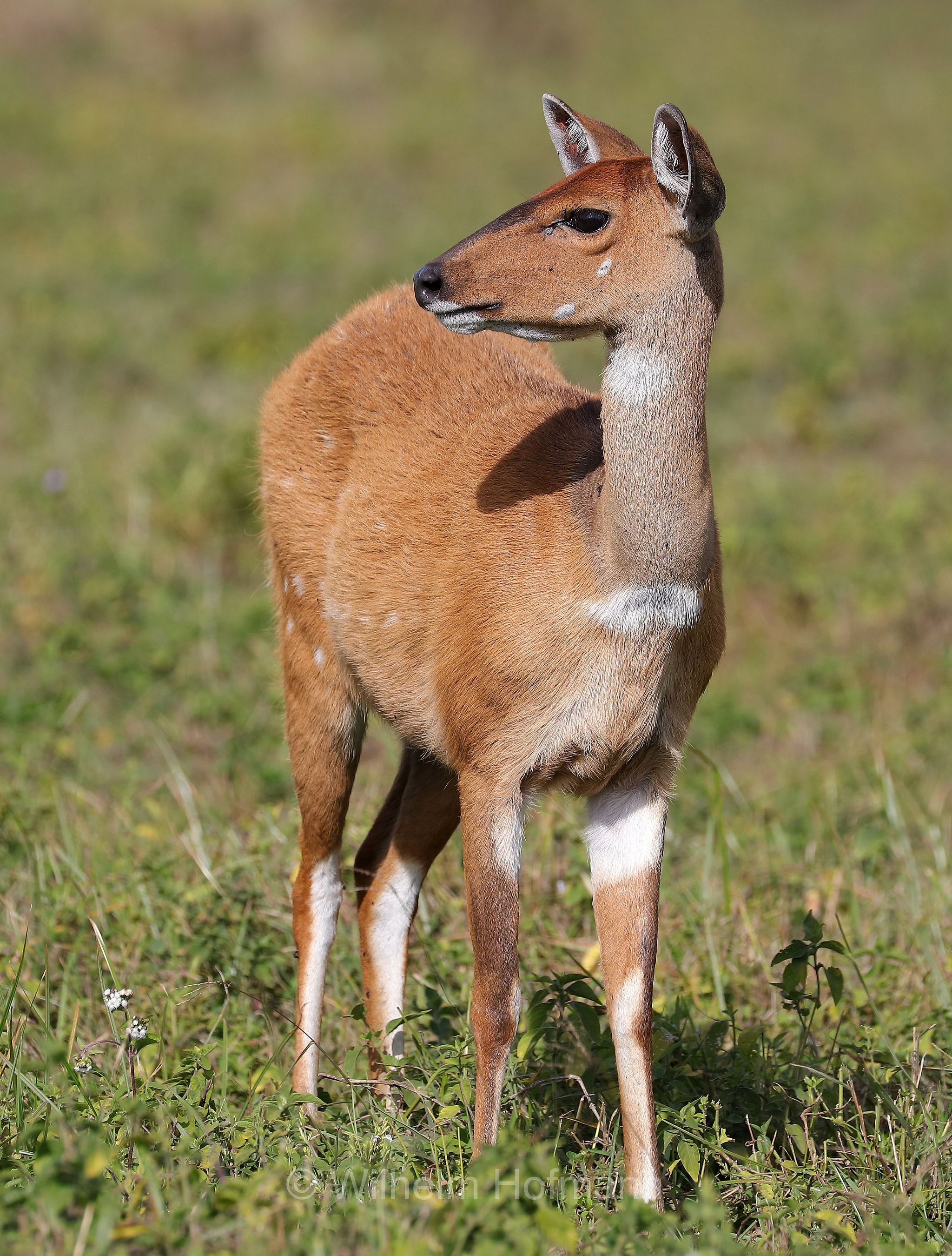 cape bushbuck, imbabala, Südliche Schirrantilope, ﻿tragelafo meridionale, tragelaphus sylvaticus, ﻿area di conservazione di Ngorongoro, Ngorongoro Conservation Area, Ngorongoro Krater, Tanzania, Tansania