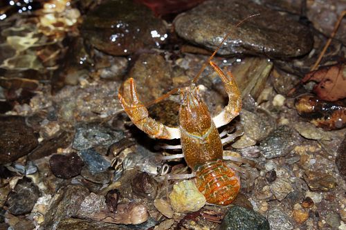 Austropotamobius torrentium - Stone crayfish