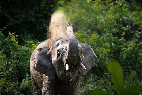 Elephas maximus borneensis - Borneo pygmy elephant