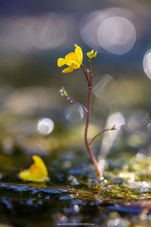 Utricularia australis - Bladderwort
