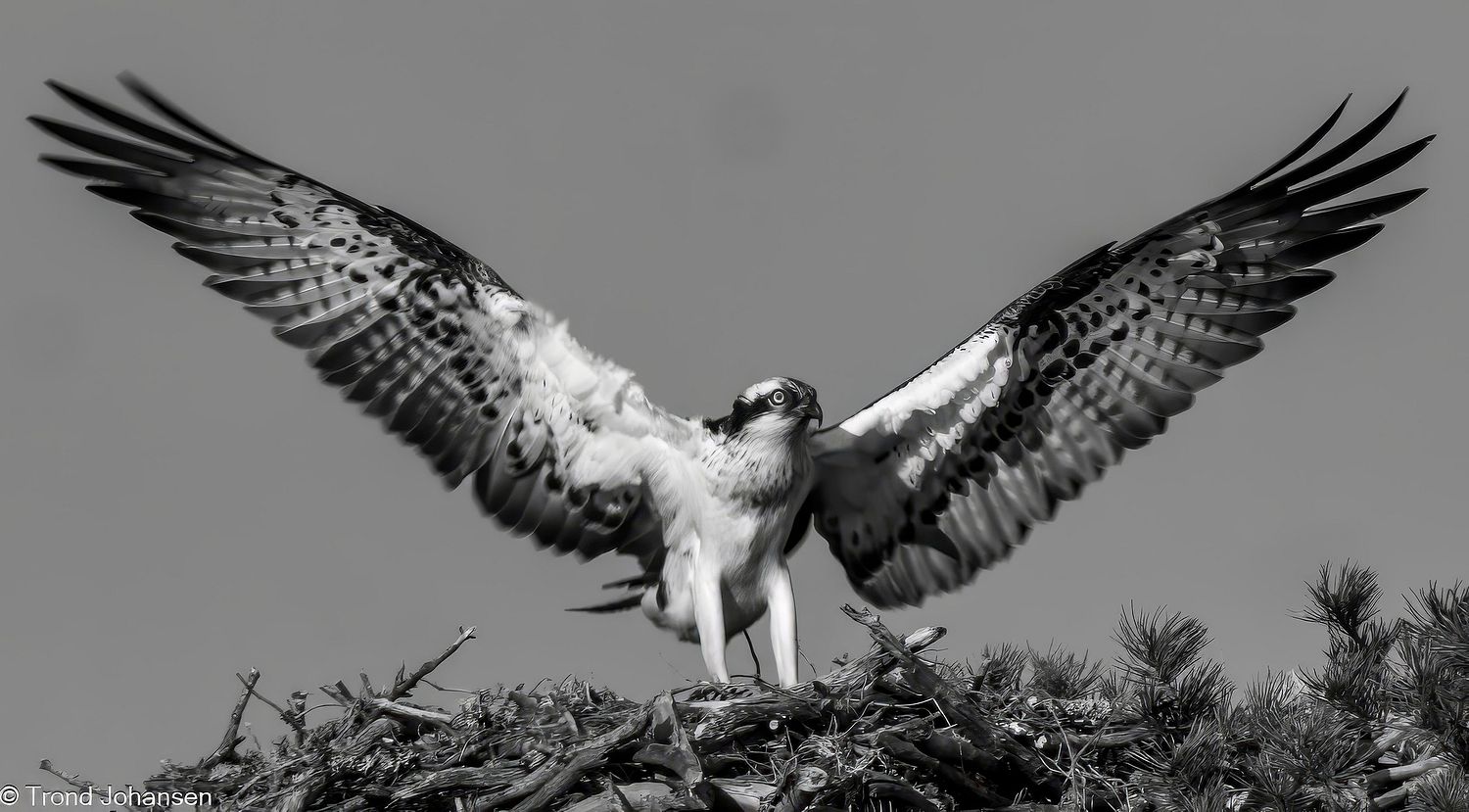 A magnificent Osprey (Fiskeørn) landing in its nest, displaying its impressive wingspan. Captured in Norway by wildlife photographer Trond Johansen.