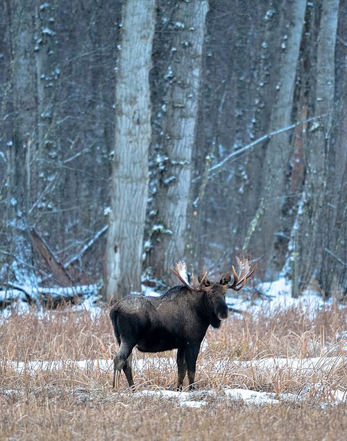 moose, alaska