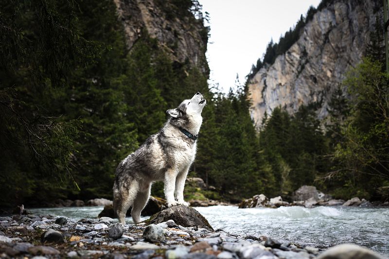 Hunde