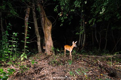 Capreolus capreolus - Roe Deer