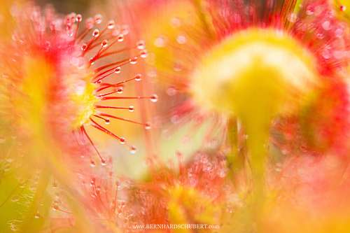 Drosera rotundifolia -  Round-leaved sundew