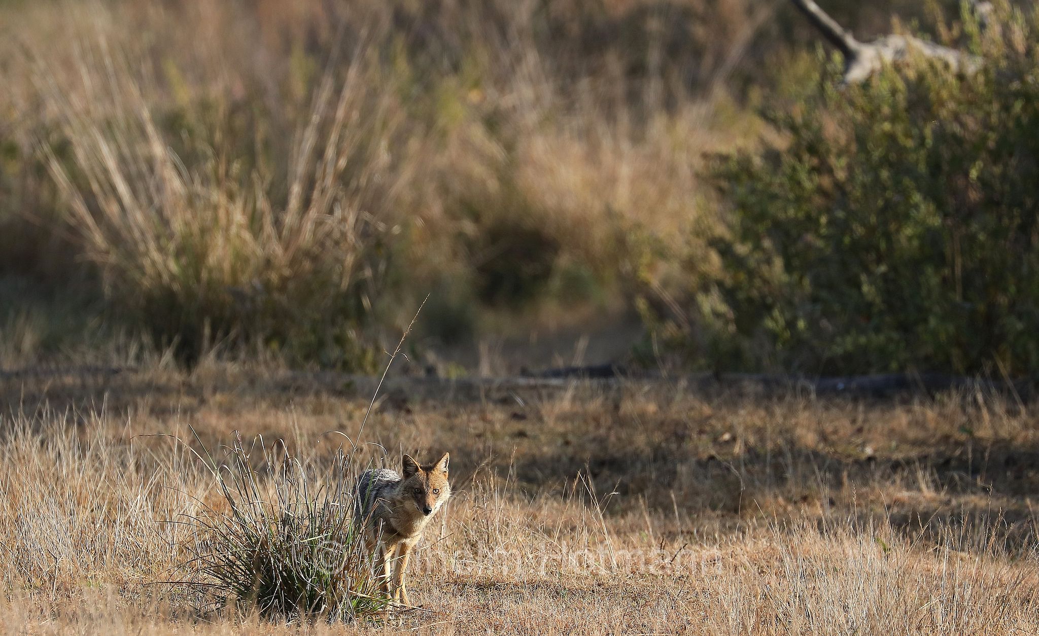 golden jackal, common jackal, Goldschakal, sciacallo, sciacallo dorato, Canis aureus, Kanha National Park, Kanha-Nationalpark, parco nazionale di Kanha, Madhya Pradesh, India, Indien