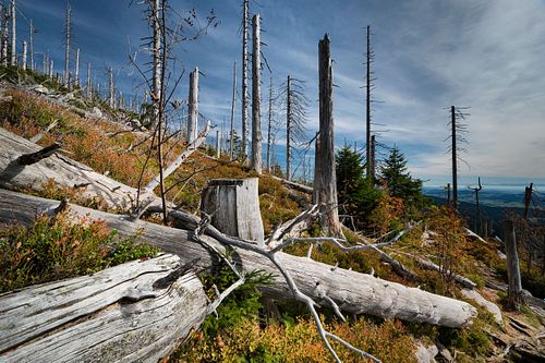 Auf dem Dreisesselbarg