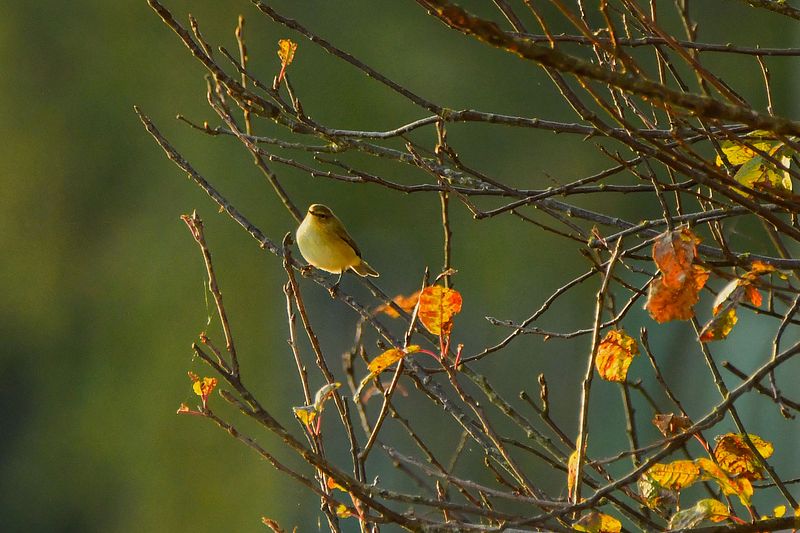 Lind oksal sügisõhtul
