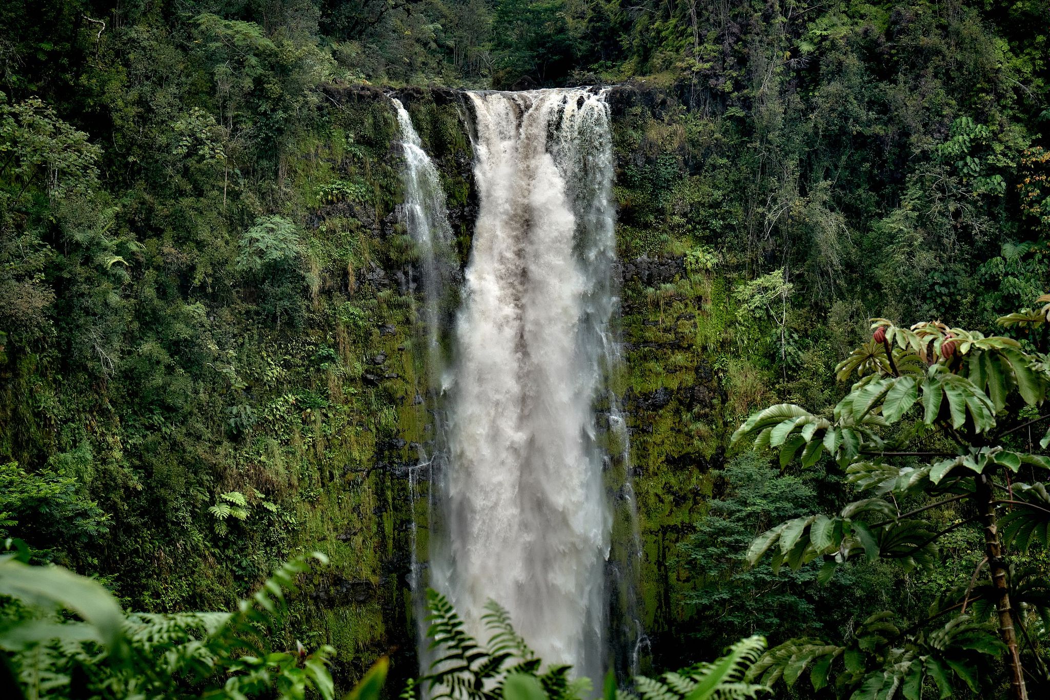 Akaka Falls Raging - Honomu, Hawaii