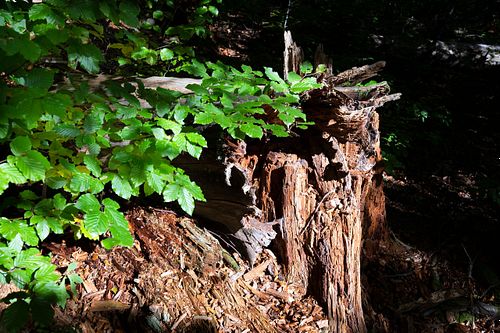 Waldwildnis am Rachel