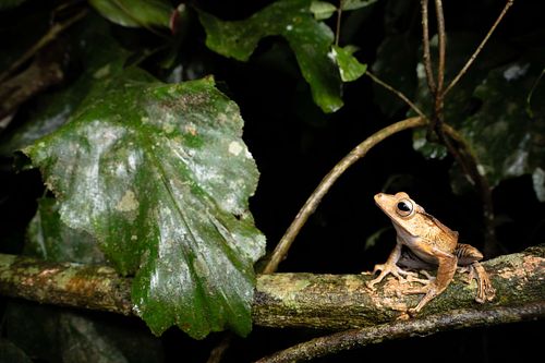 Polypedates otilophus – Kamm-Ruderfrosch