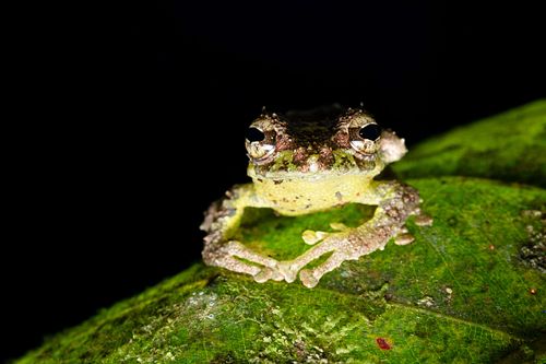 Philautus macroscelis – Mossy bush frog