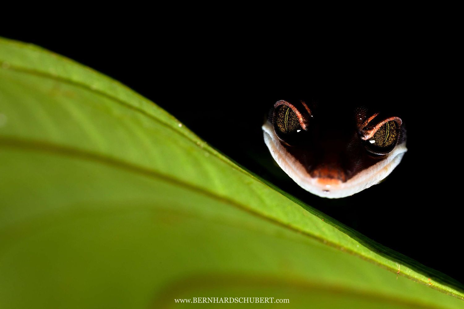 Aeluroscalabotes felinus - Cat gecko
