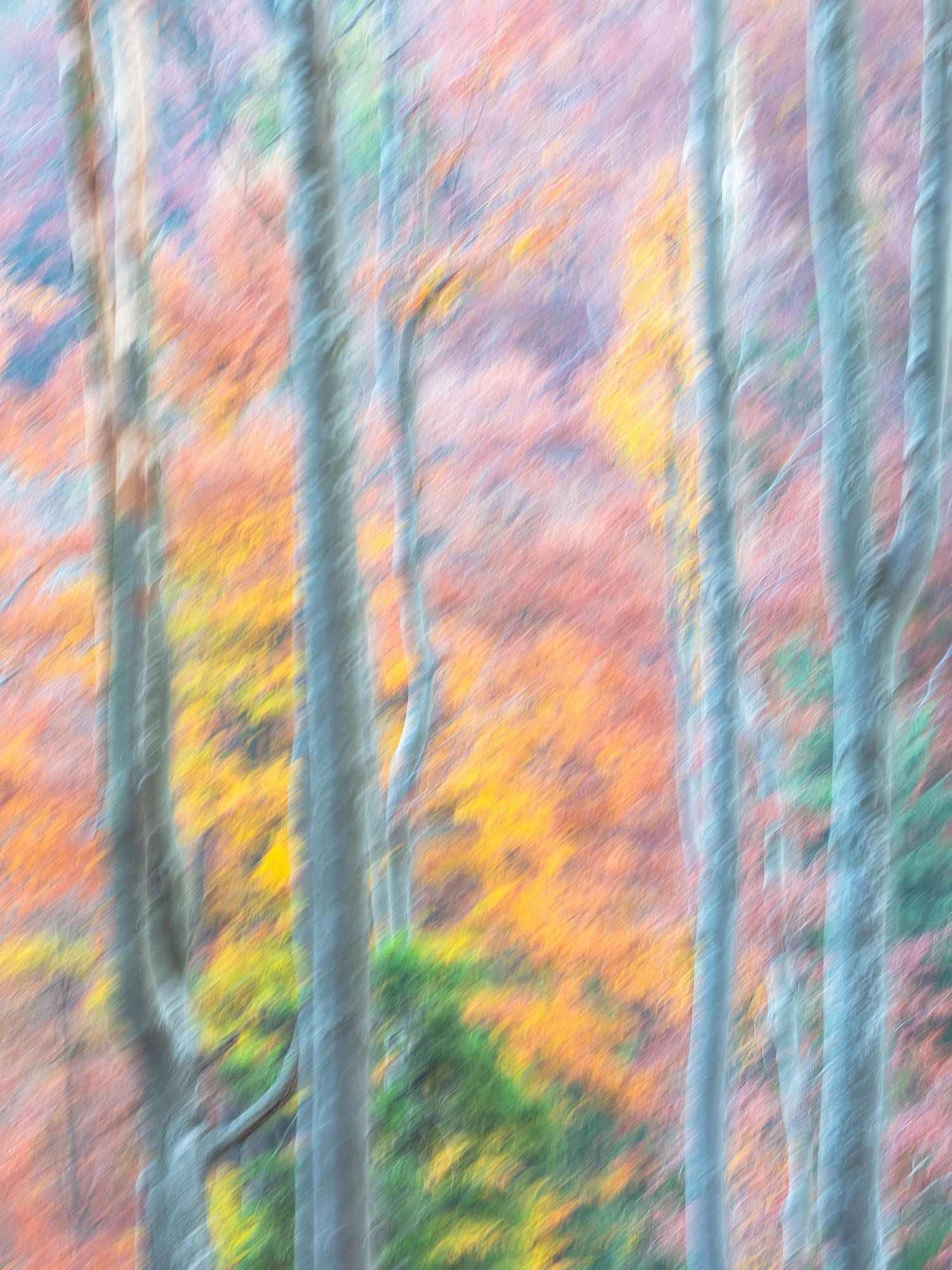 Abstract beeches in autumn