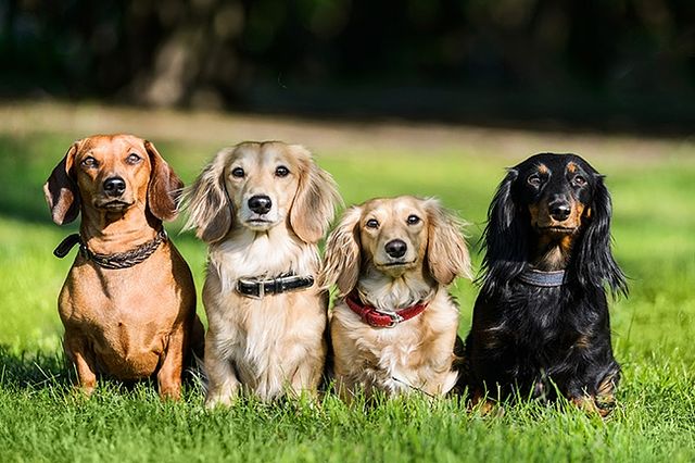 Una guida alla fotografia di animali domestici