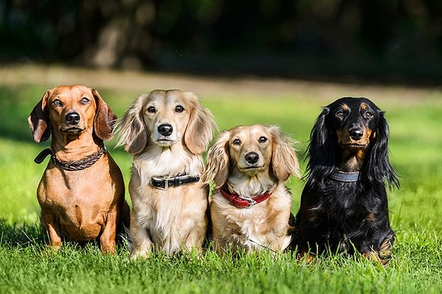 Un guide de la photographie d'animaux