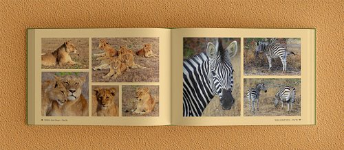 Double-page spread of the photobook showing five lioness and lion cub photos on the left page and three zebra photos on the right.