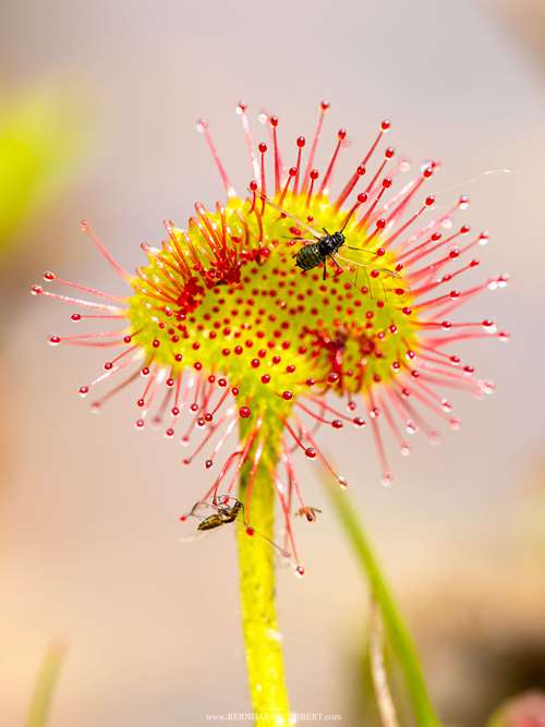 Drosera rotundifolia -  Round-leaved sundew