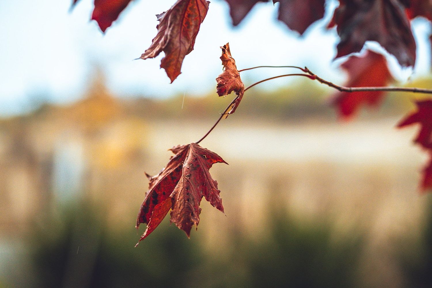 Bloomade Photography