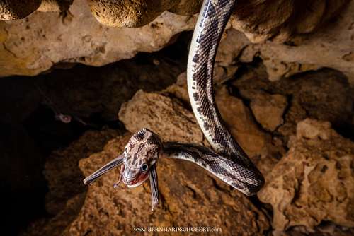 Pseudelaphe phaescens – Yucatan-Nachtnatter