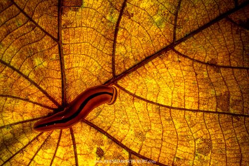 Bipalium sp. – Hammerhaiwurm