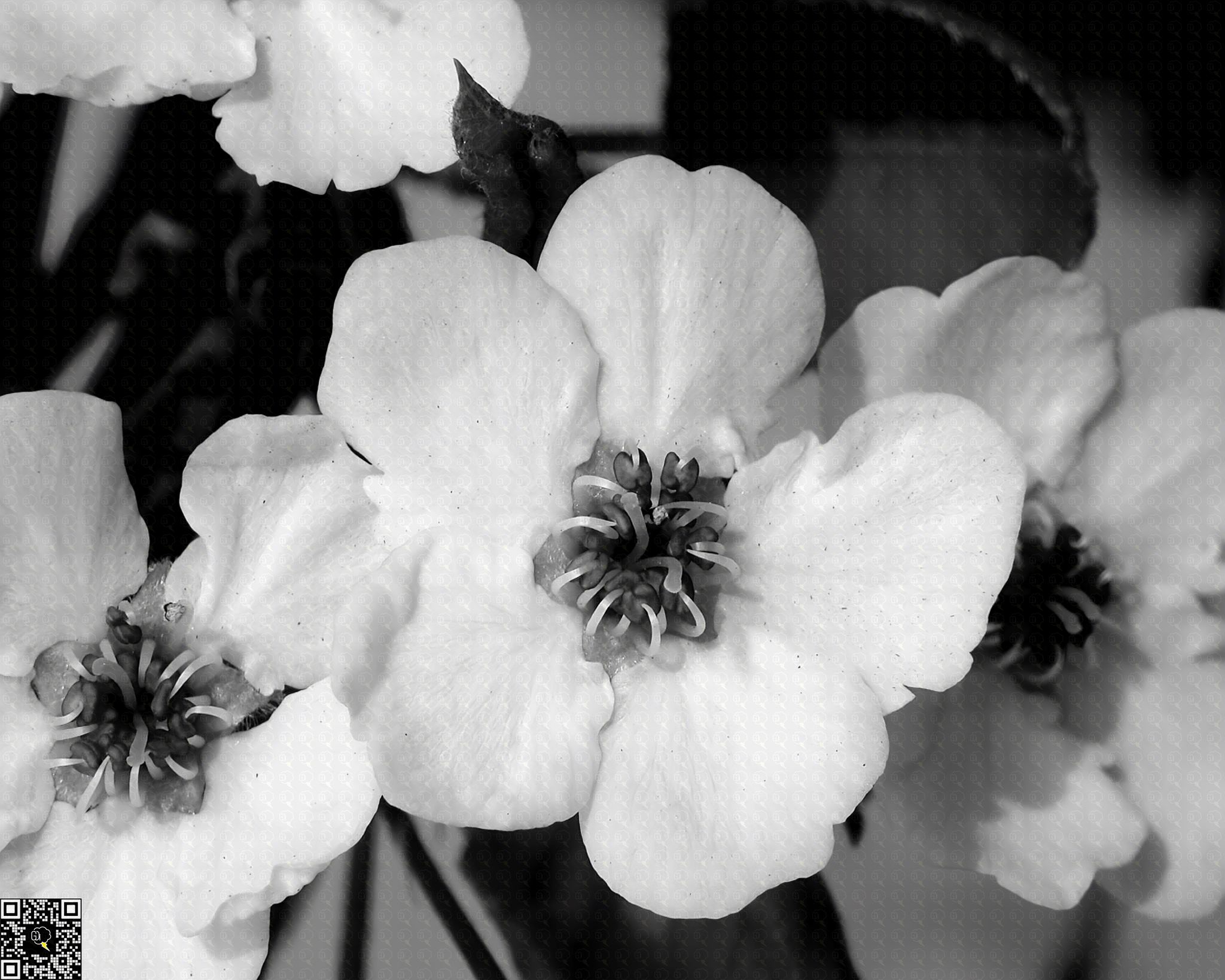 A serene depiction of nature's beauty through a monochrome lens.