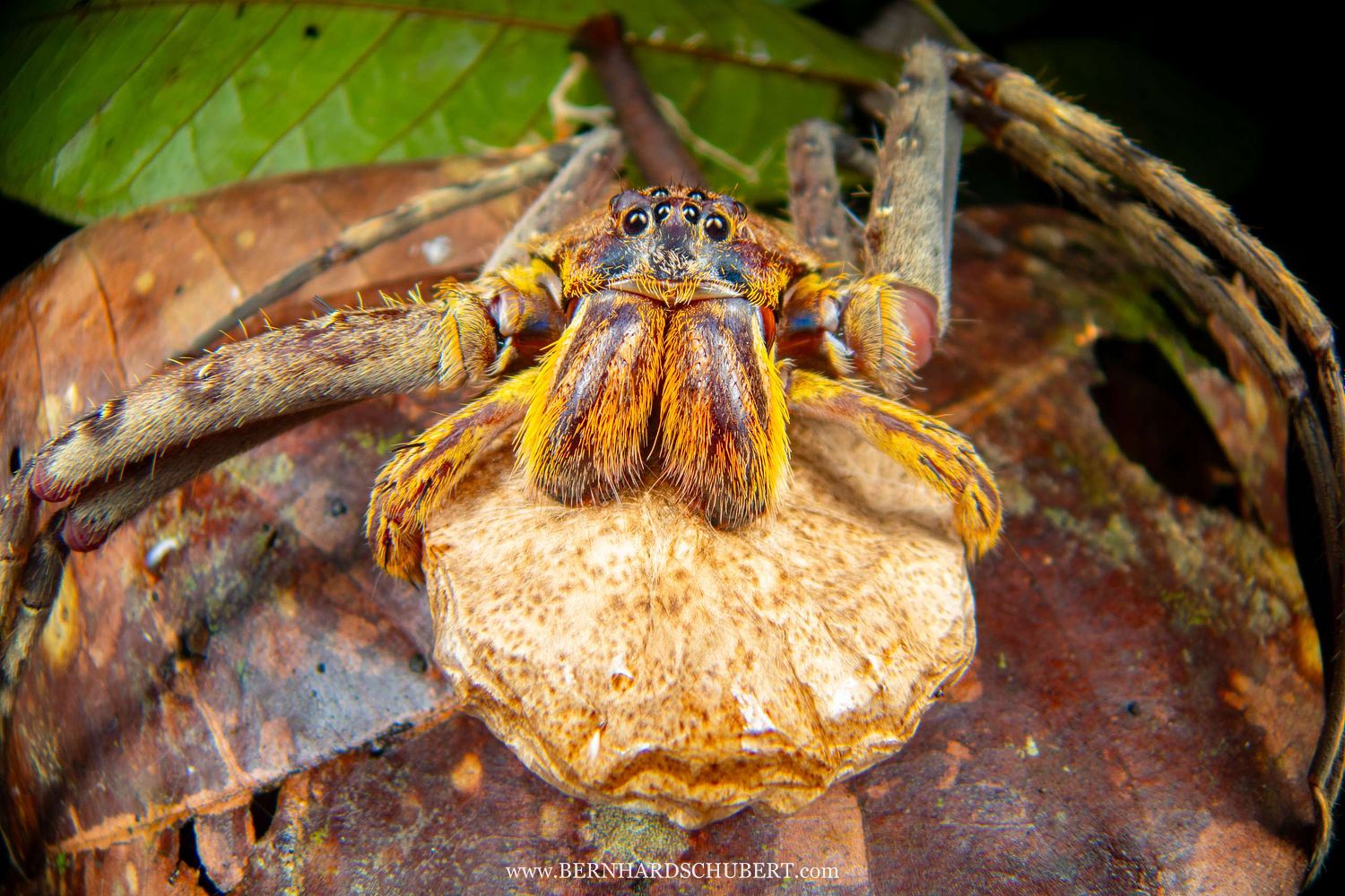Heteropoda boiei – Flechten-Riesenkrabbenspinne mit Eiersack