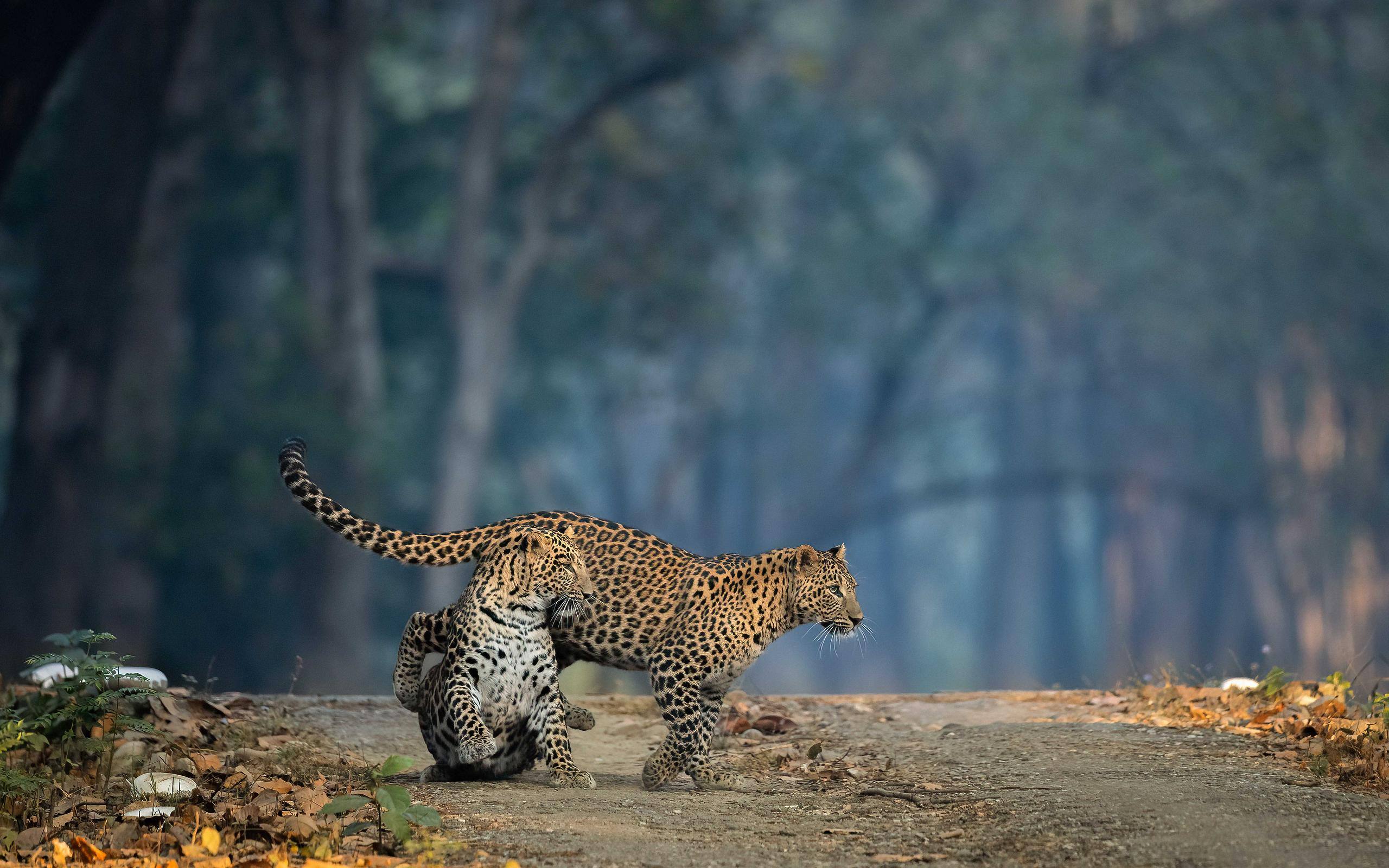 Leopard