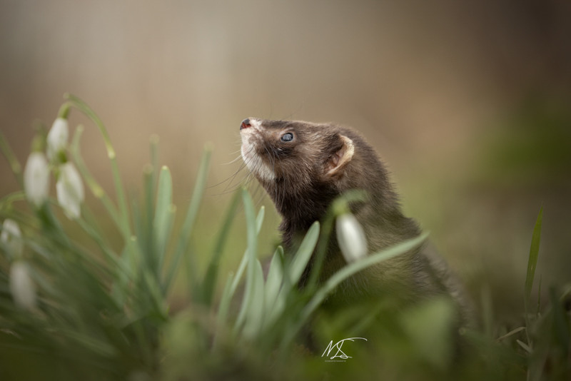 Fretje tussen de sneeuwklokjes