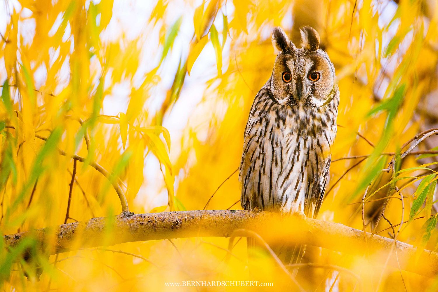 Asio otus - Waldohreule