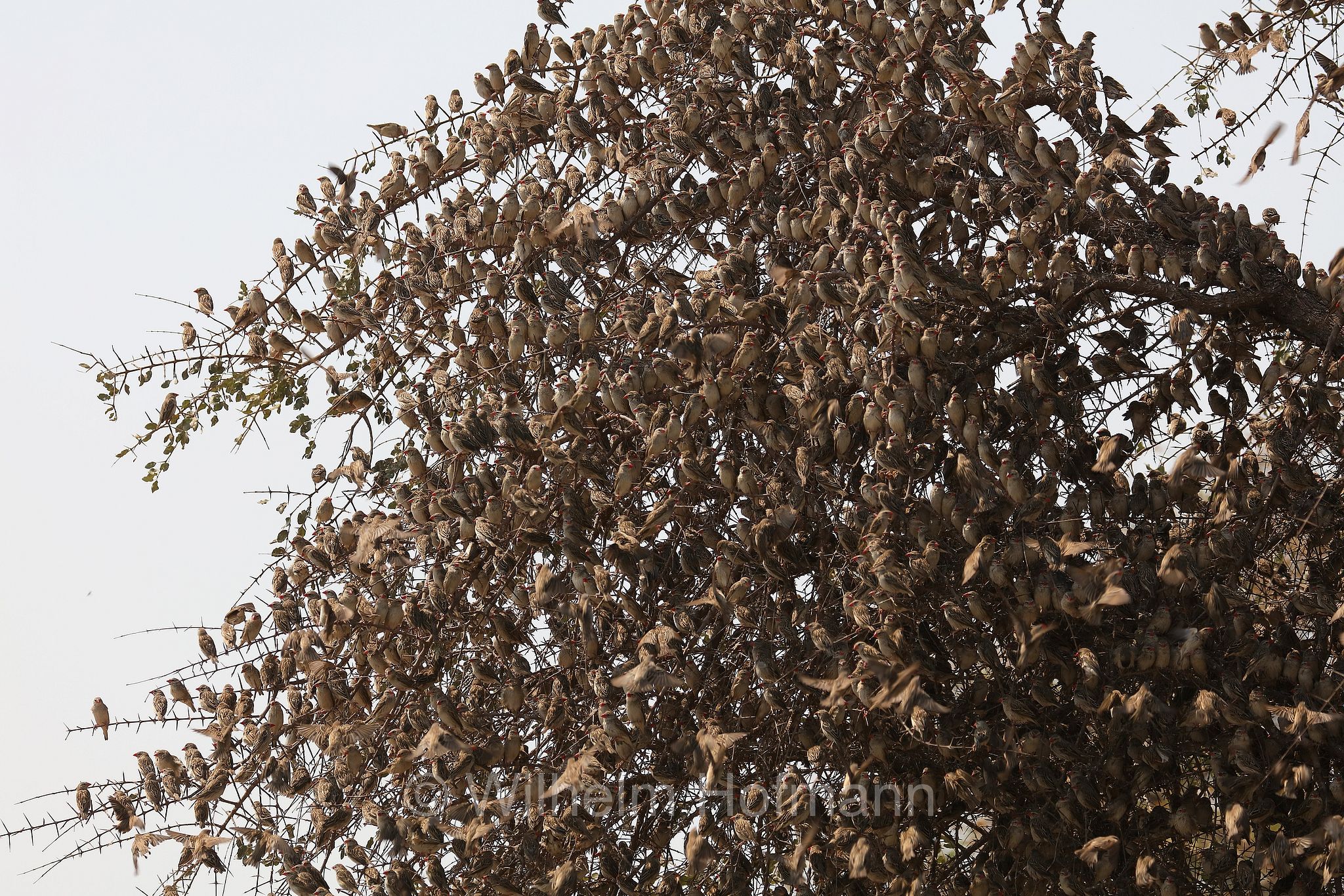 red-billed quelea, red-billed weaver, red-billed dioch, Blutschnabelweber, quelea beccorosso, Quelea quelea, Etosha-Nationalpark, Etosha National Park, parco nazionale d'Etosha, Namibia