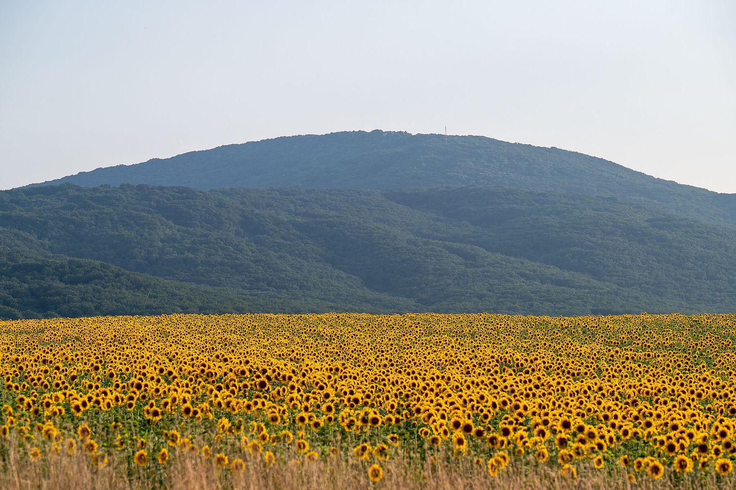 Borislav Filipov Photostories