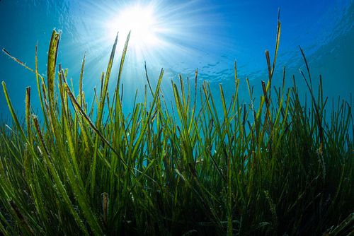 Posidonia oceanica - Neptune grass