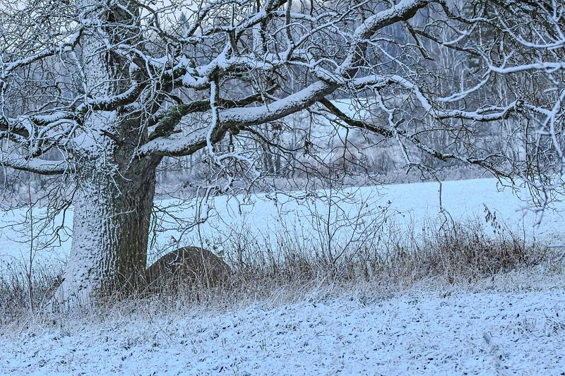 Talvine dramaatilisus on hetk, mis tekitab rahuliku meeleolu.